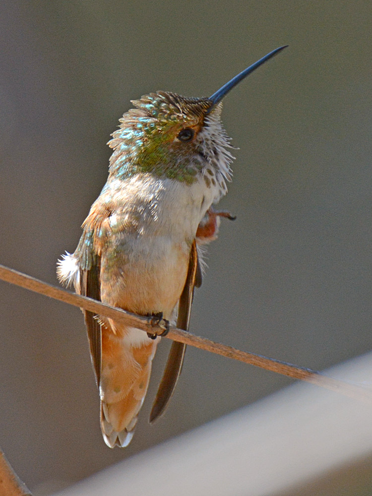 Hummer5.jpg