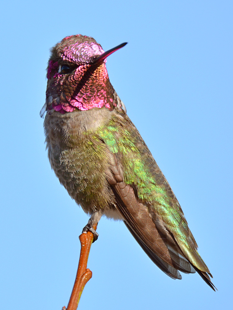 Hummer5.jpg