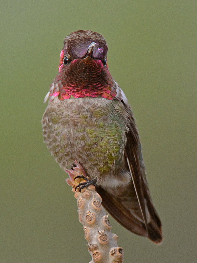 Hummer5.jpg