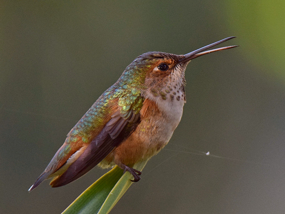 Hummer5.jpg