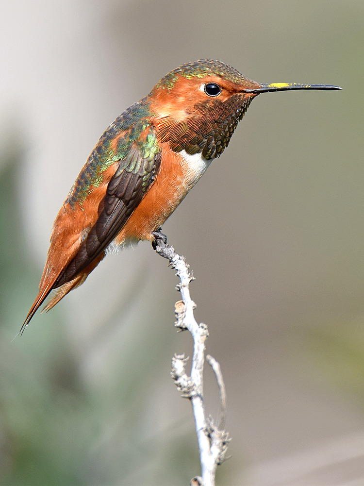 Hummer5.jpg