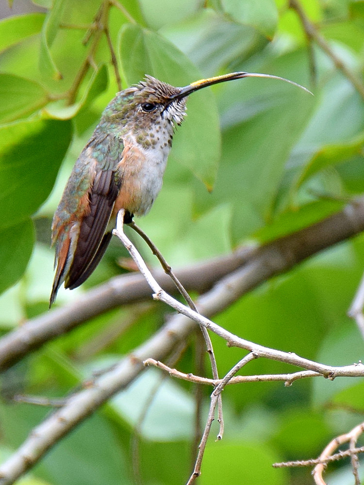 Hummer5.jpg