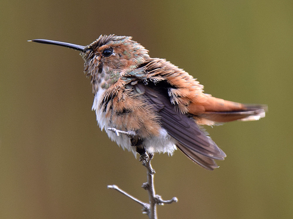 Hummer5.jpg