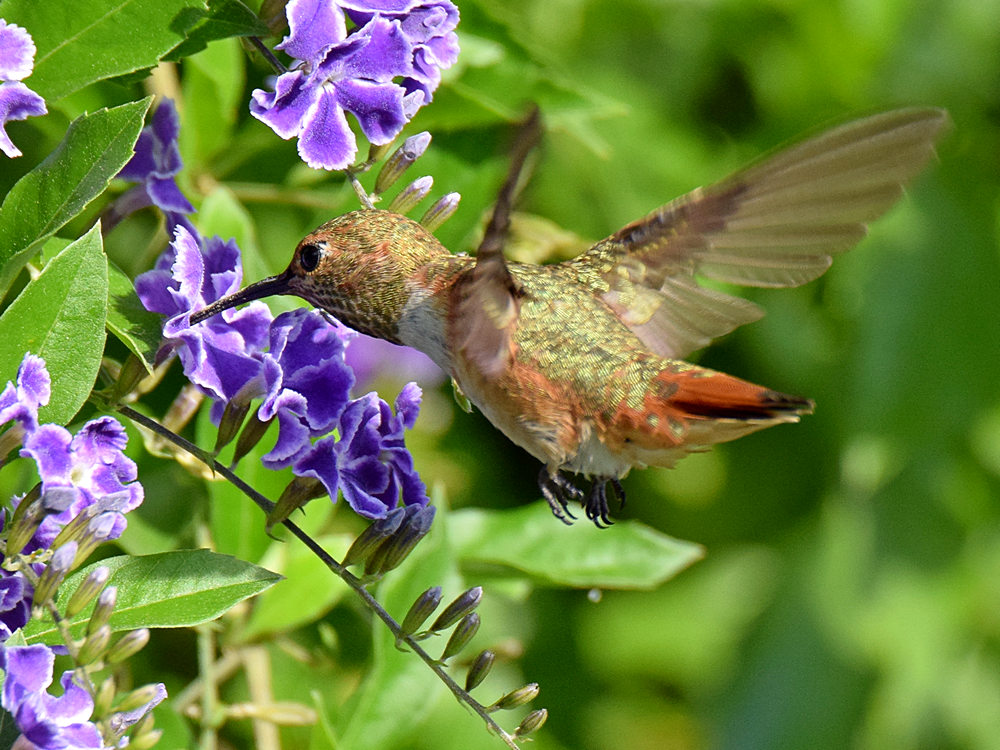 Hummer5.jpg