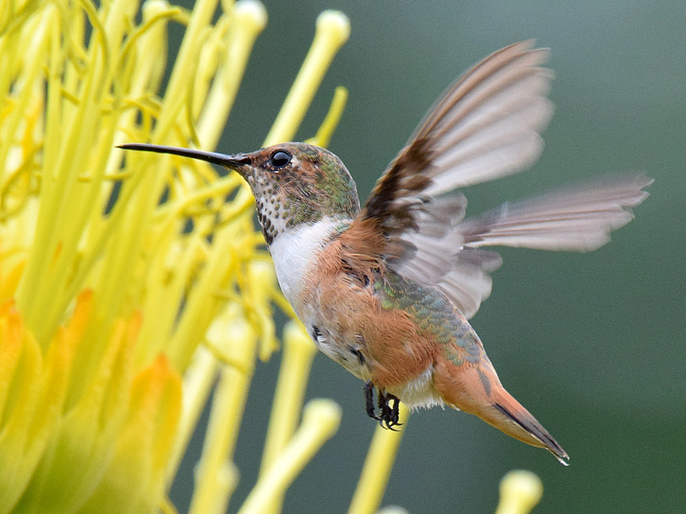 Hummer5.jpg