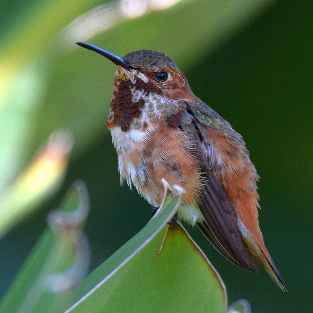 Hummer5.jpg