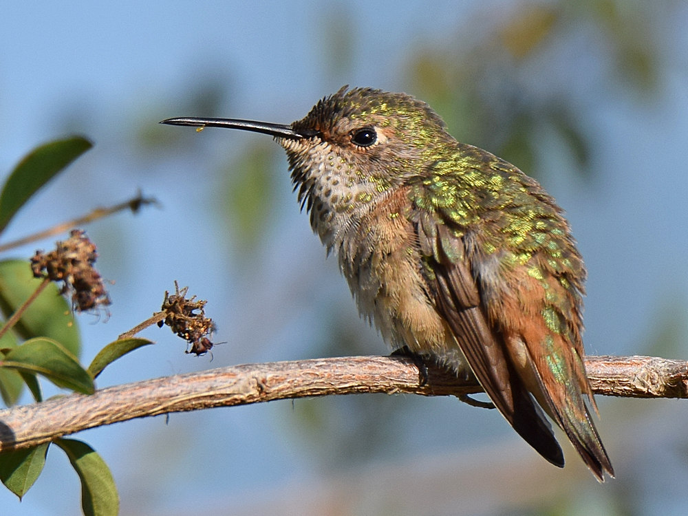 Hummer5.jpg