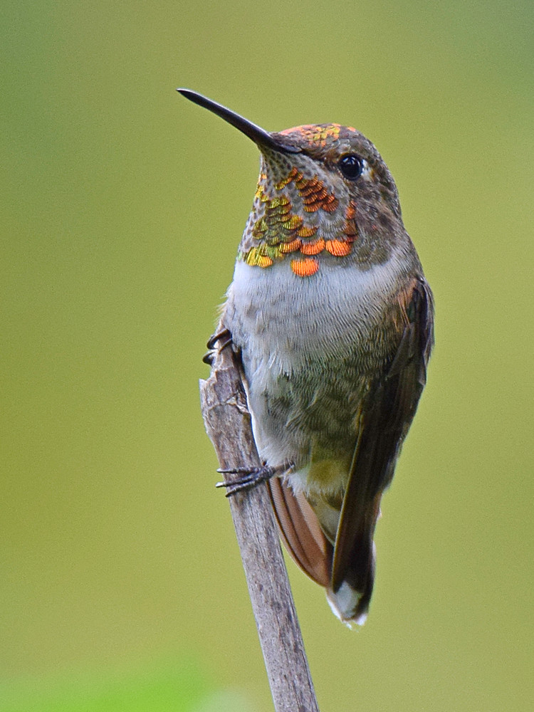Hummer5.jpg