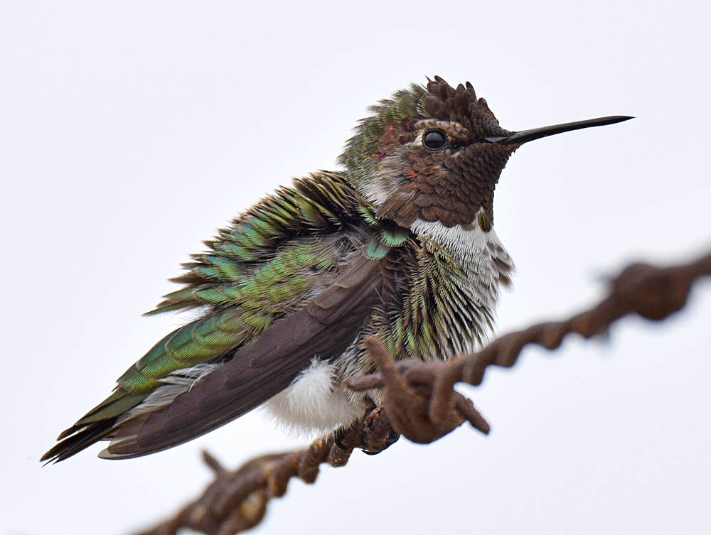 Hummer5.jpg