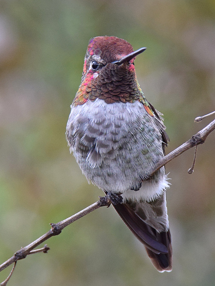 Hummer5.jpg