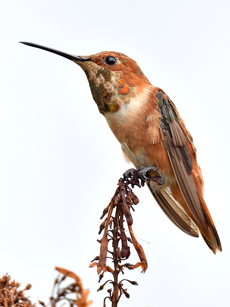 Hummer5.jpg
