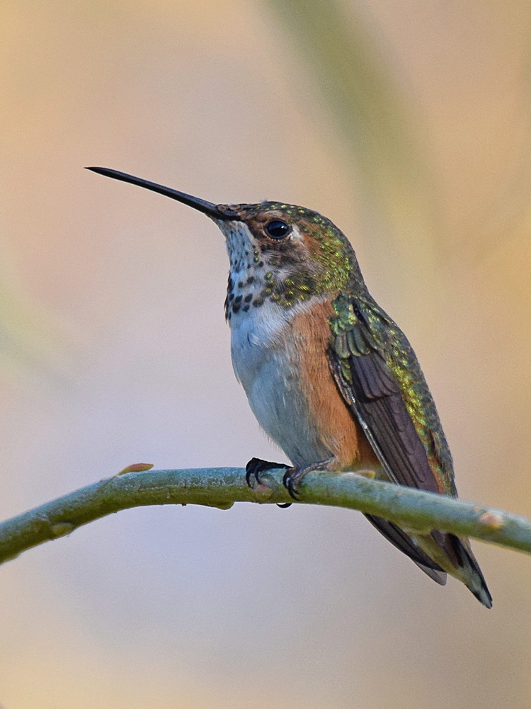 Hummer5.jpg