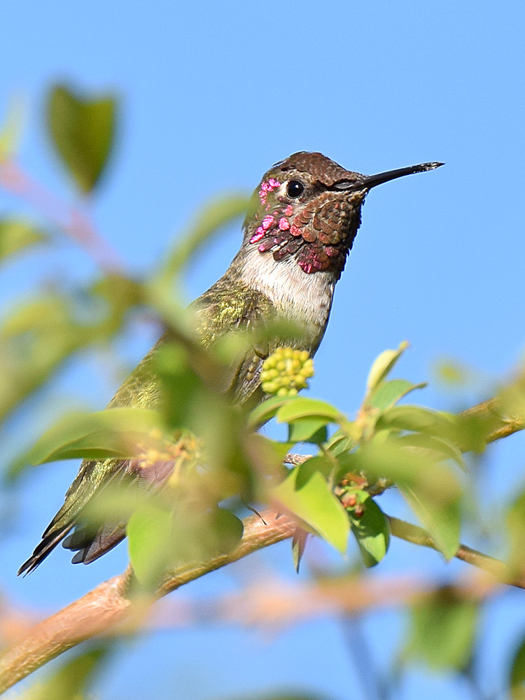 Hummer5.jpg