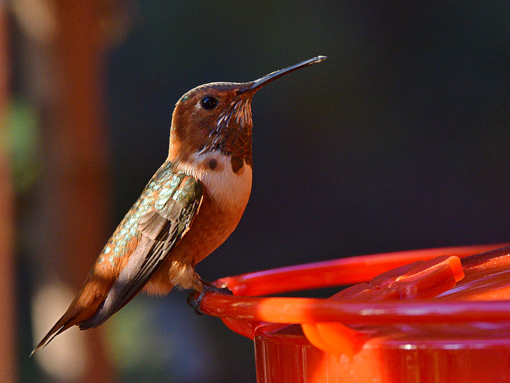 Hummer5.jpg