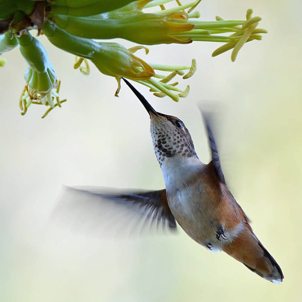 Hummer5.jpg
