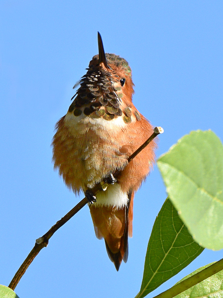 Hummer5.jpg