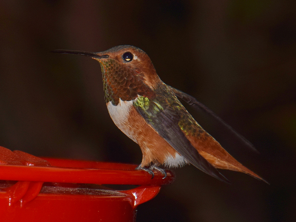 Hummer5.jpg