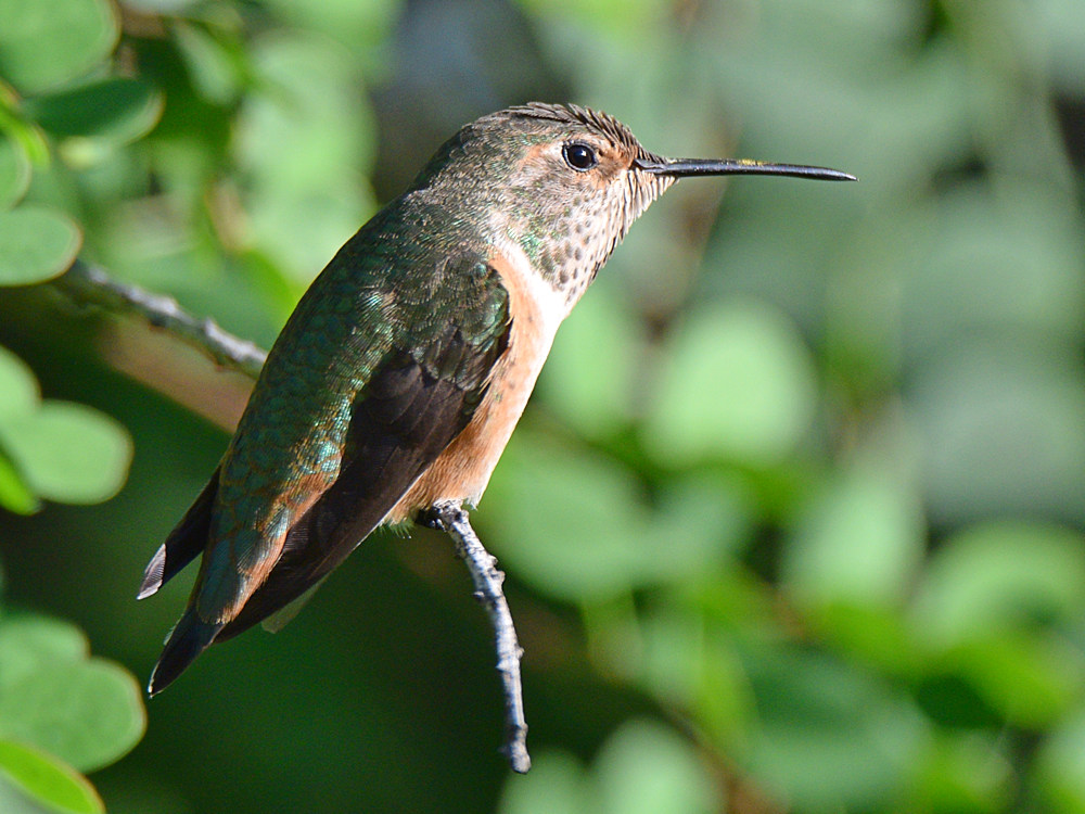 Hummer5.jpg