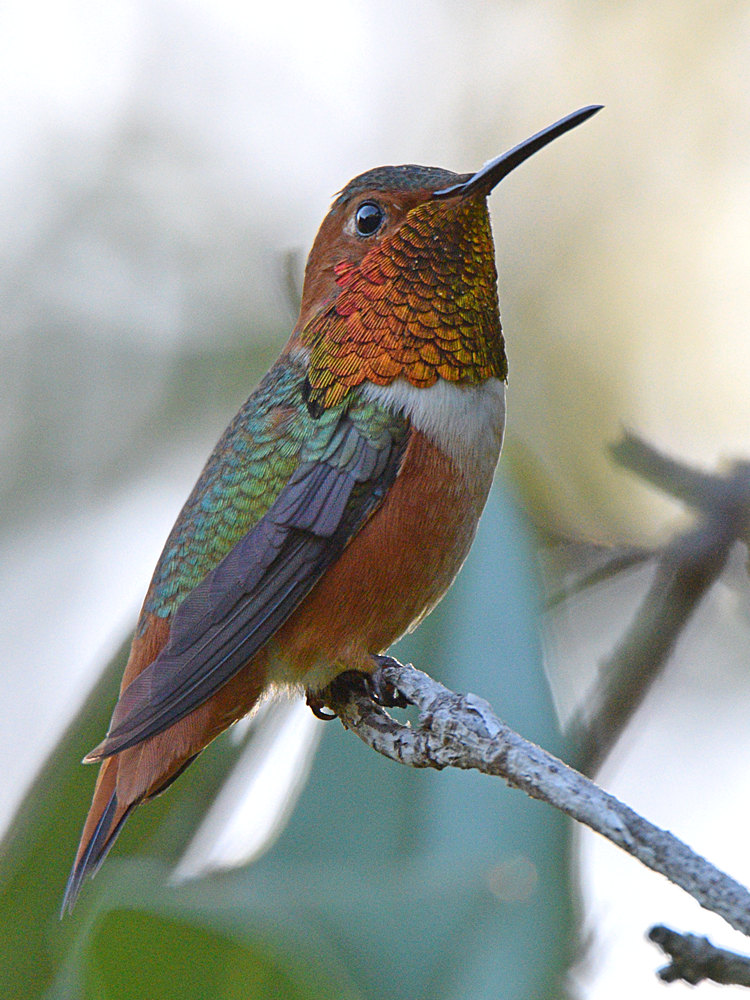 Hummer5.jpg