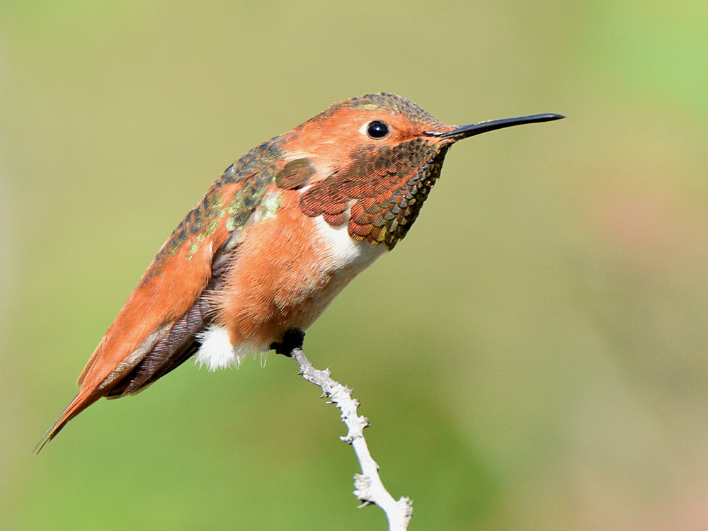 Hummer5.jpg