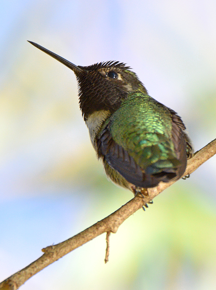 Hummer5.jpg