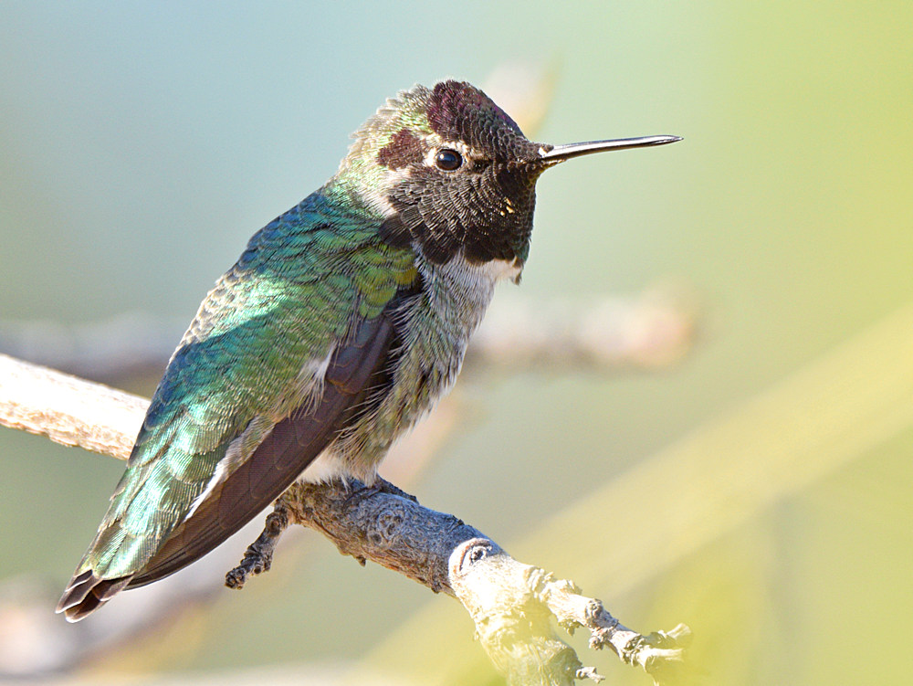 Hummer5.jpg