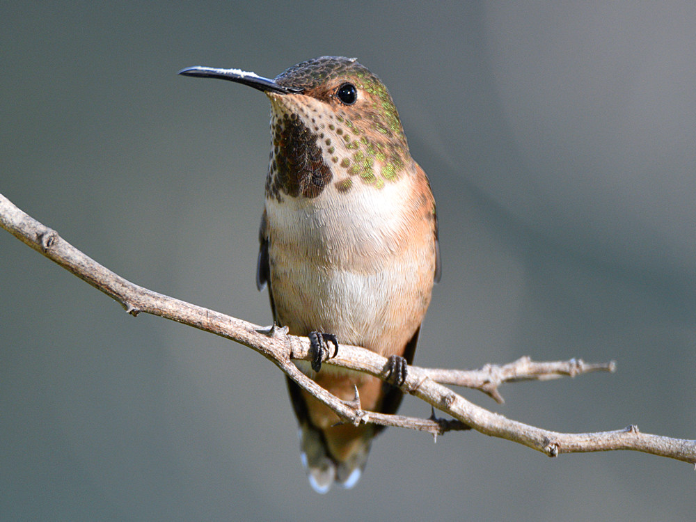 Hummer5.jpg