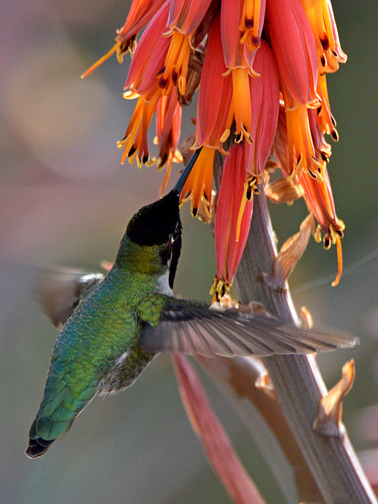 Hummer5.jpg