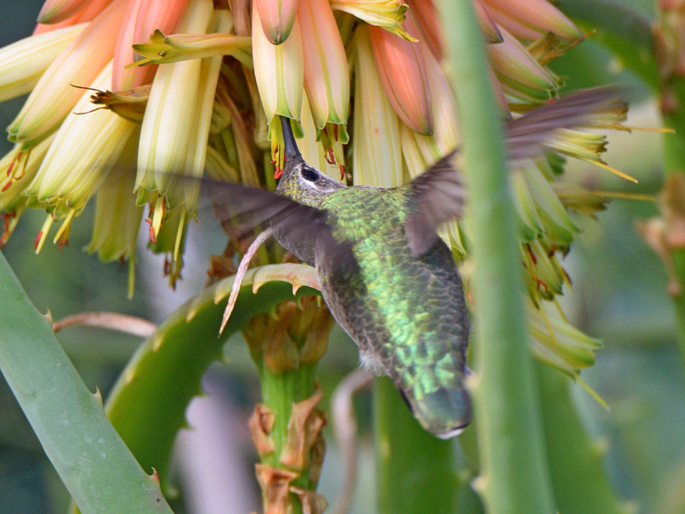 Hummer5.jpg