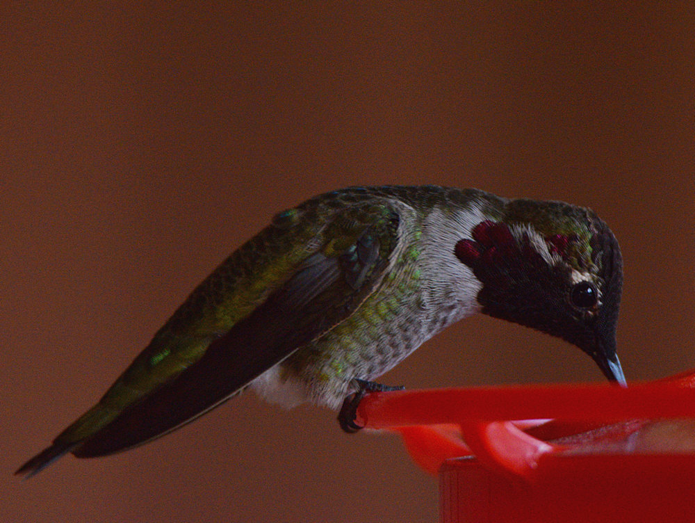 Hummer5.jpg