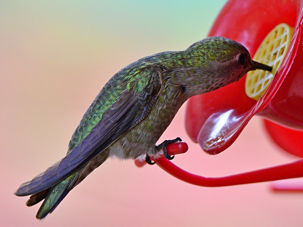 Hummer5.jpg
