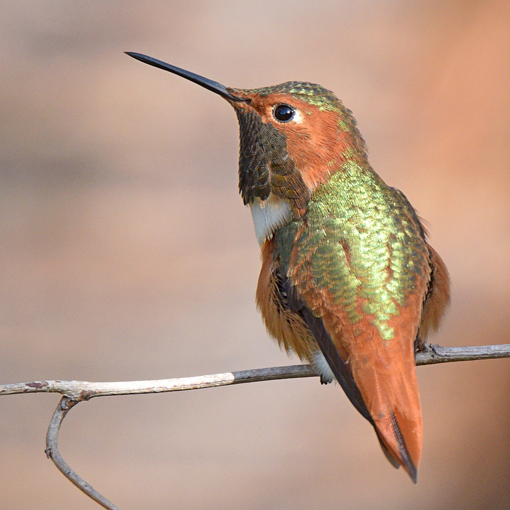 Hummer5.jpg