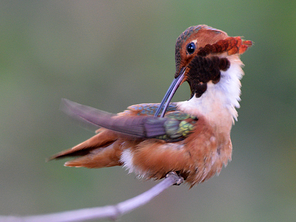 Hummer5.jpg