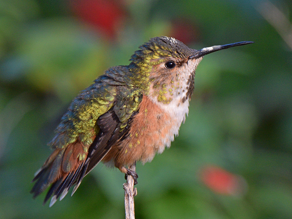 Hummer5.jpg