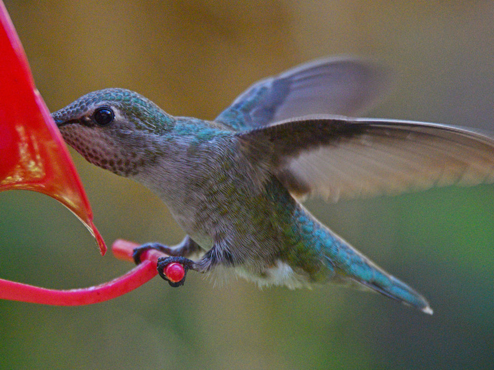 Hummer5.jpg