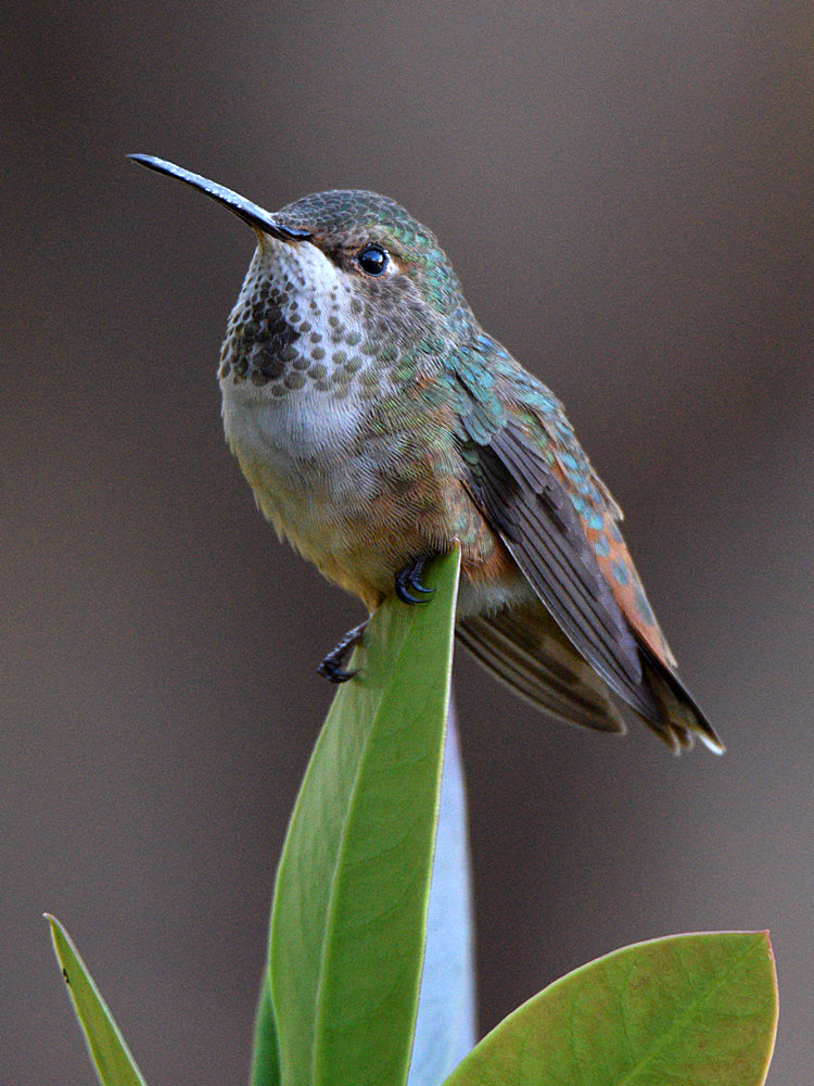 Hummer5.jpg