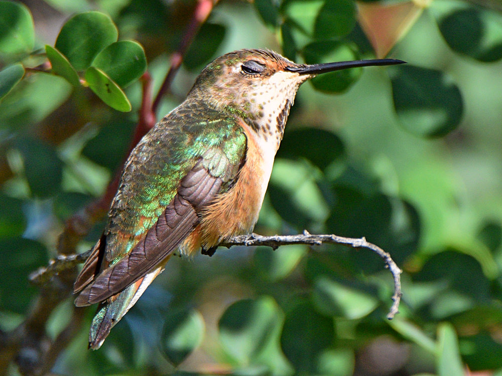 Hummer5.jpg