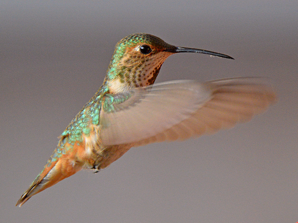Hummer5.jpg