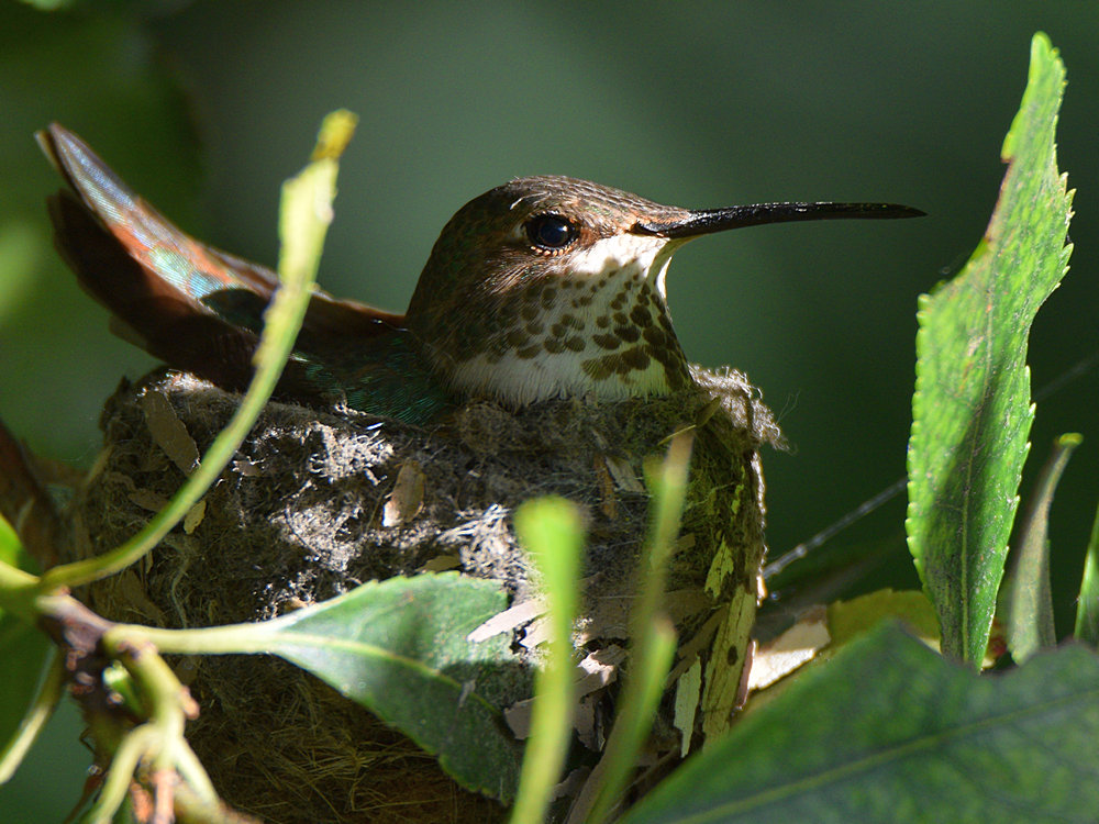 Hummer5.jpg