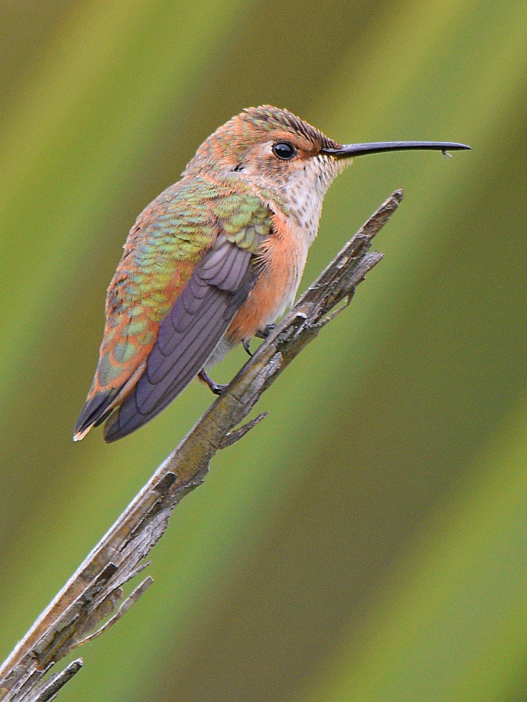 Hummer5.jpg