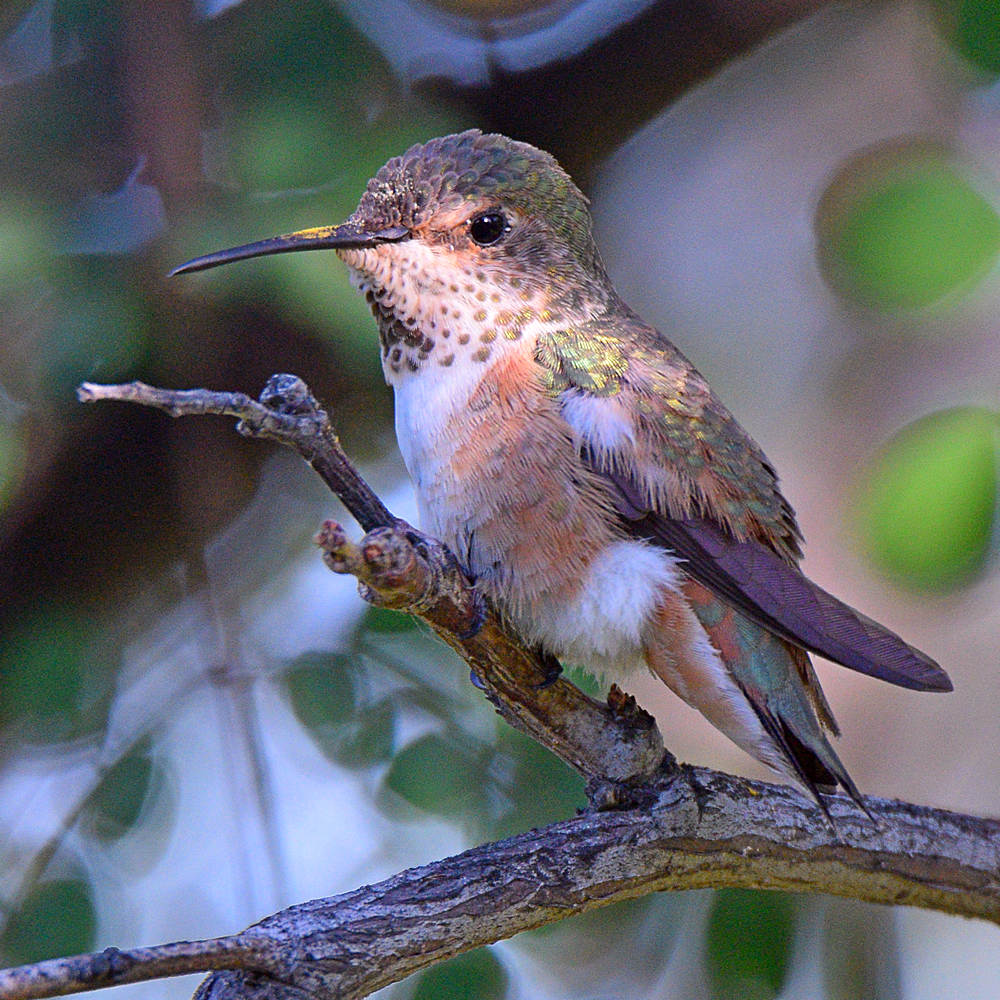 Hummer5.jpg