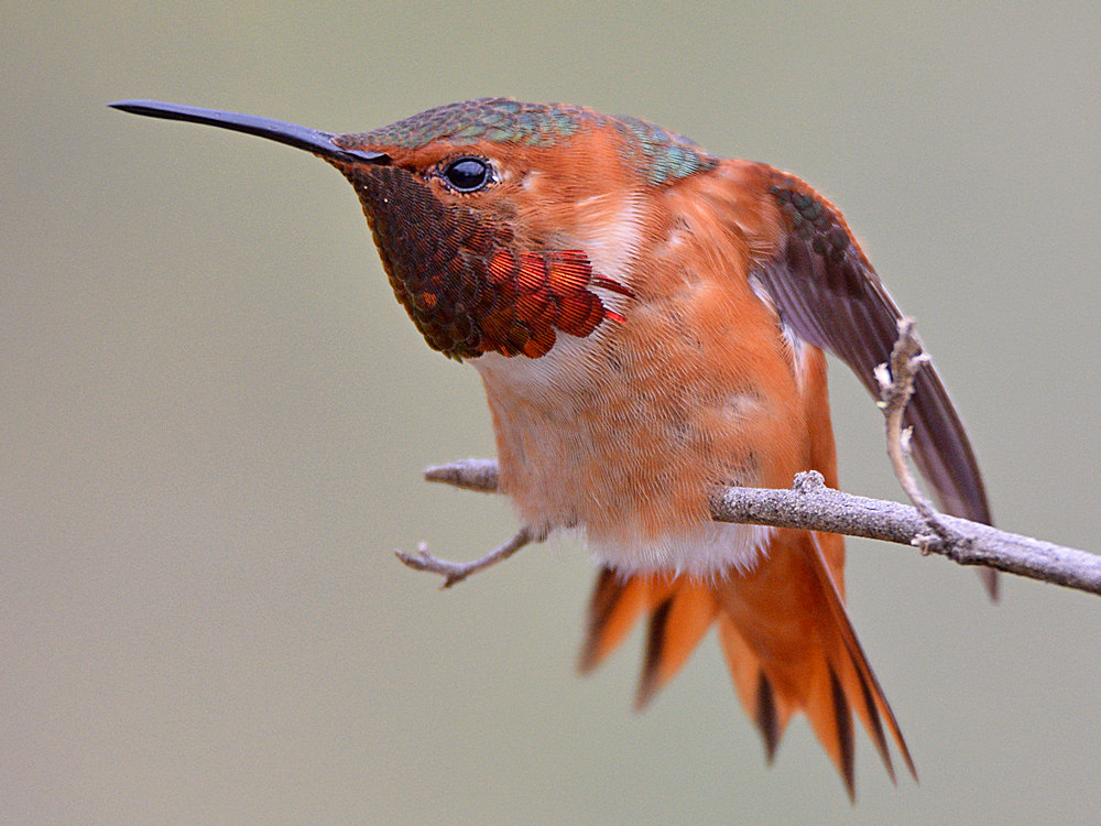 Hummer5.jpg