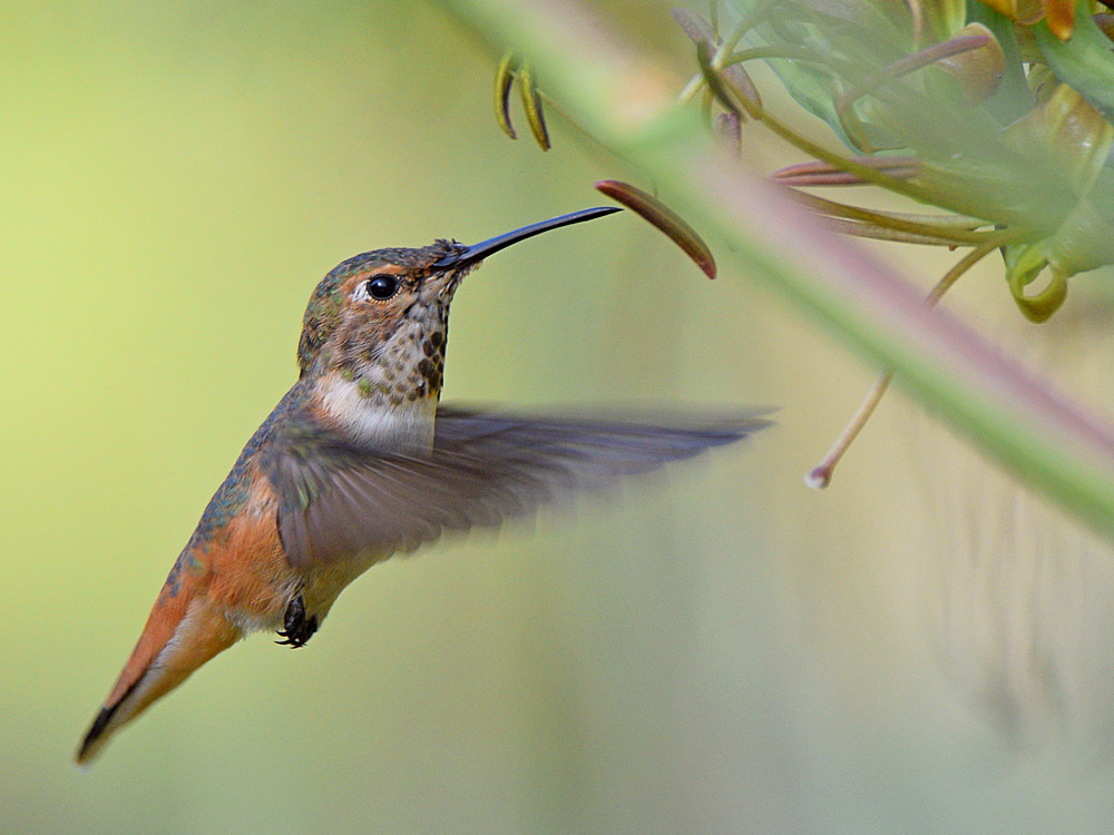 Hummer5.jpg
