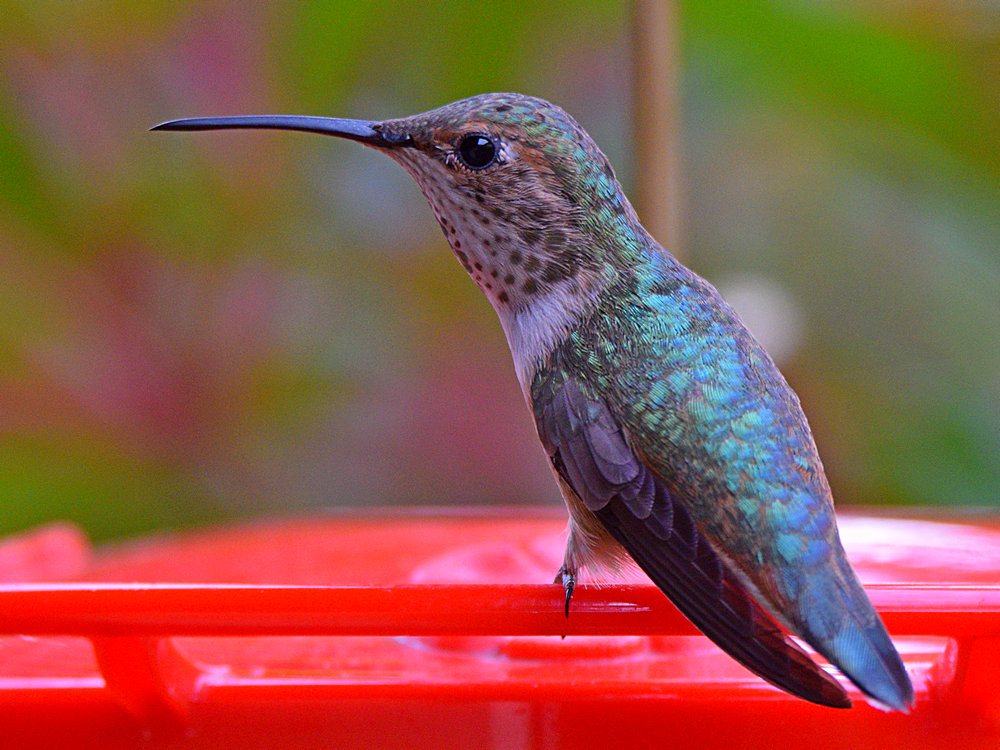 Hummer5.jpg