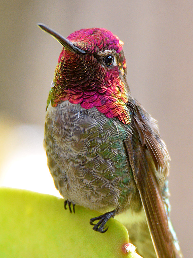 Hummer5.jpg