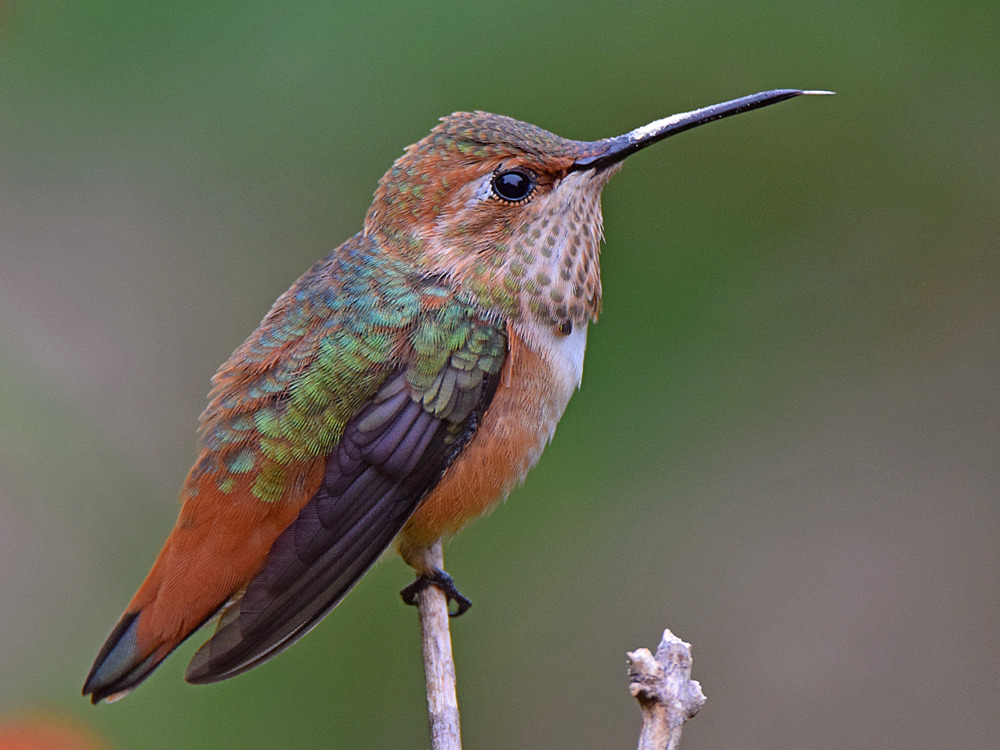 Hummer5.jpg