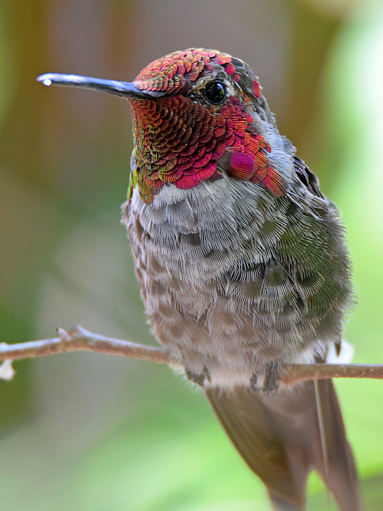 Hummer5.jpg