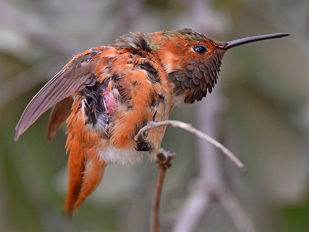 Hummer5.jpg