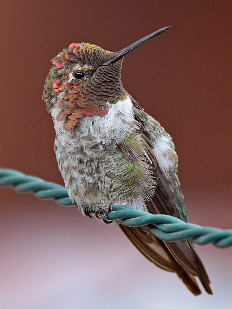 Hummer5.jpg