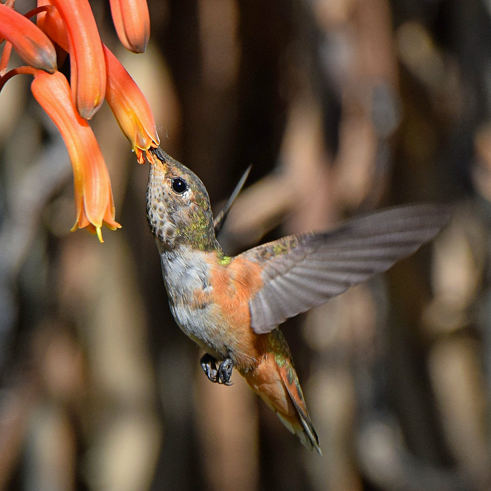 Hummer5.jpg